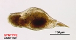 Resticula gelida