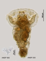 Ptygura rotifer