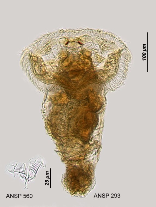 Ptygura rotifer