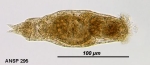 Proales decipiens