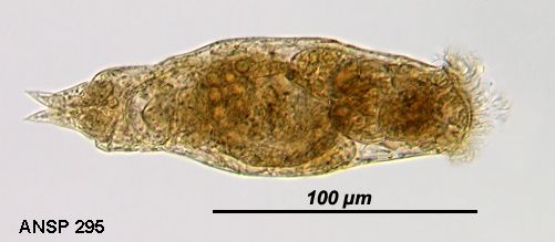 Proales decipiens
