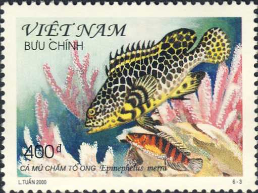 Epinephelus merra Epinephelus merra
