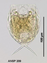 Lecane intrasinuata