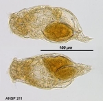 Pleurata vernalis