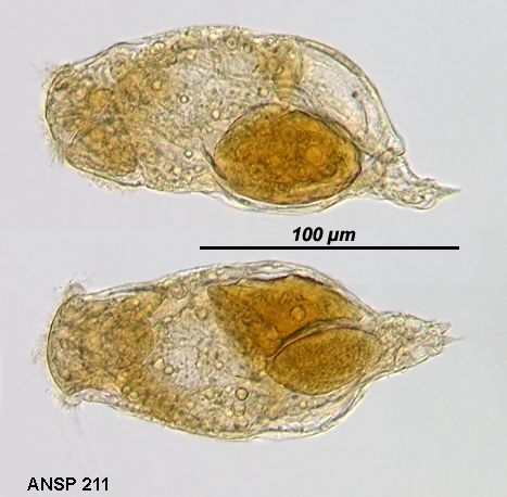 Pleurata vernalis Pleurata vernalis