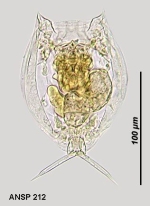 Lecane mira