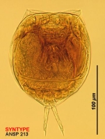 Lecane elsa