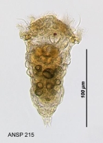 Synchaeta littoralis