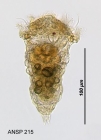 Synchaeta littoralis