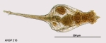 Rotaria macrura