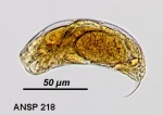Trichocerca brachyura