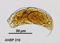 Trichocerca brachyura