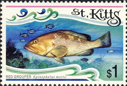 Epinephelus morio Epinephelus morio