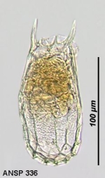 Keratella reducta