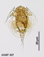 Lepadella heterostyla