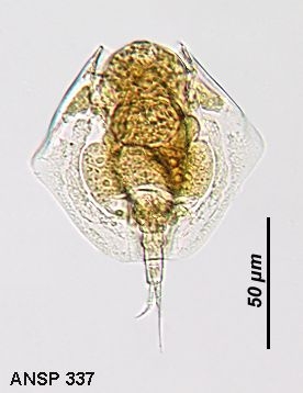 Lepadella heterostyla
