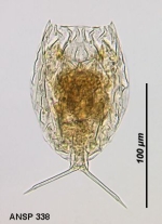Lecane pelatis