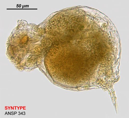 Birgea enantia