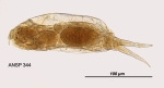 Dicranophorus capucinus