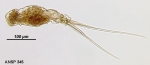 Monommata diaphora
