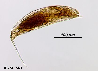 Trichocerca insignis