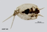 Mytilina macrocera