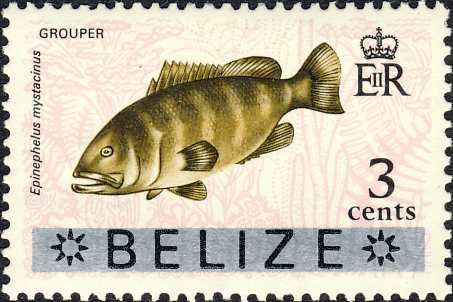 Epinephelus mystacinus Epinephelus mystacinus