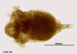 Sphyrias lofuana