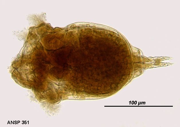 Sphyrias lofuana