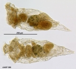 Rhinoglena frontalis