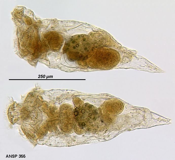 Rhinoglena frontalis