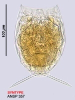 Lecane aquila