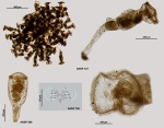 Sinantherina ariprepes
