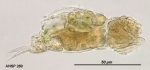 Cephalodella exigua