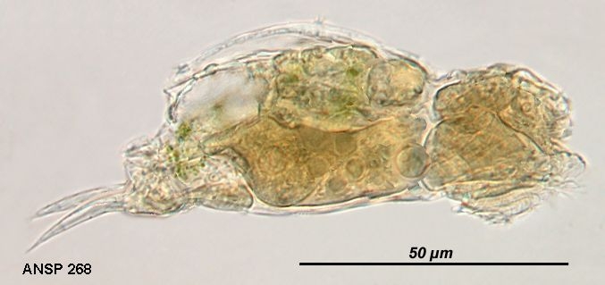 Cephalodella exigua