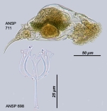 Cephalodella megalocephala