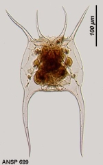 Brachionus zahniseri