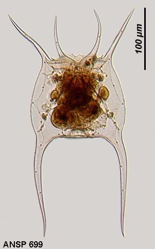 Brachionus zahniseri