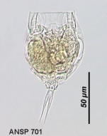 Lecane elasma