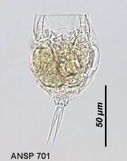 Lecane elasma