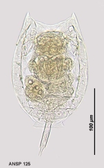 Lecane lamellata