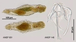 Resticula nyssa