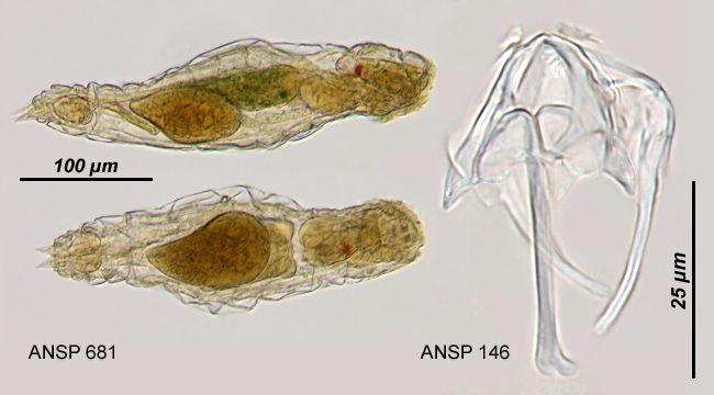 Resticula nyssa