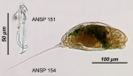 Trichocerca rattus
