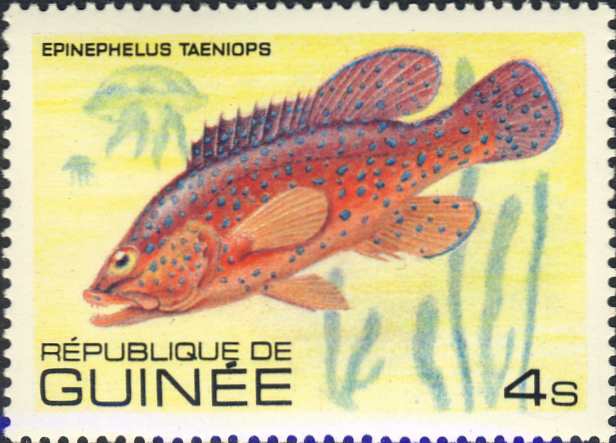 Epinephelus taeniops Epinephelus taeniops