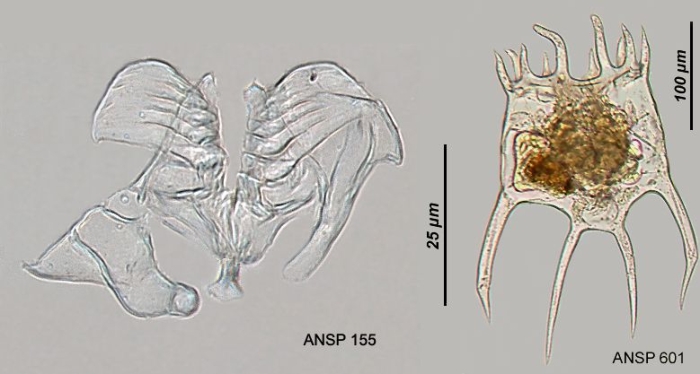 Plationus patulus macracanthus