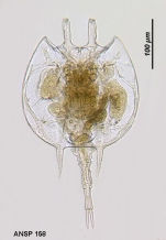 Platyias quadricornis