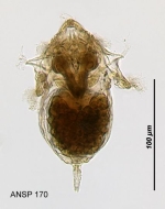 Synchaeta longipes