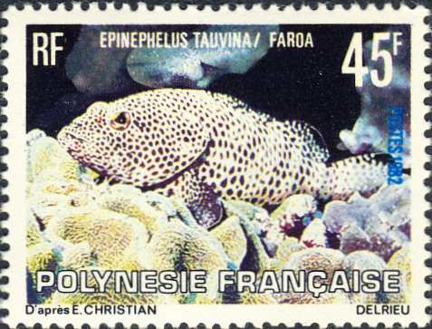 Epinephelus tauvina