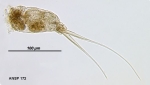 Monommata longiseta